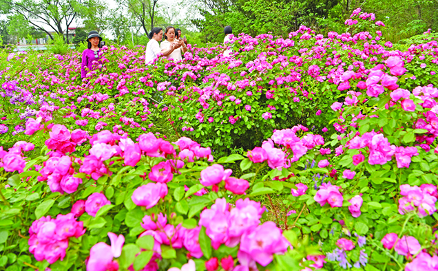 Huainan: Ecological Restoration Turns Coal Mining Subsidence Zones  into Flower Seas